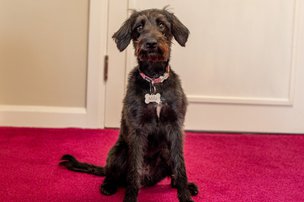 Cartref Care Home - Therapy Dog