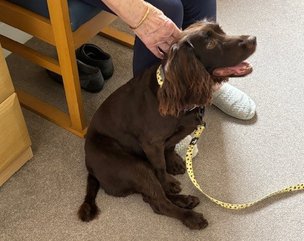 Windsor Court, Bournemouth, animal therapy 2