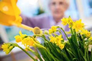 Victoria Gardens in Coventry, watering daffodils