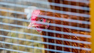 The Village in Glasgow, chicken